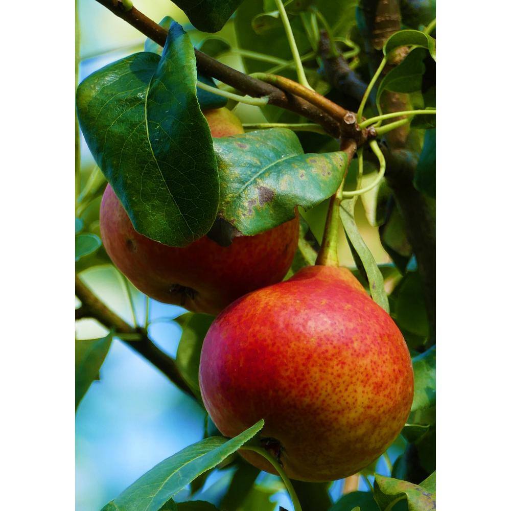 Online Orchards Dwarf Summercrisp Pear Tree - Cold Hardy Juicy and Crisp Red Pears (Bare-Root 3 ft. to 4 ft. Tall 2-Years Old) FTPR004