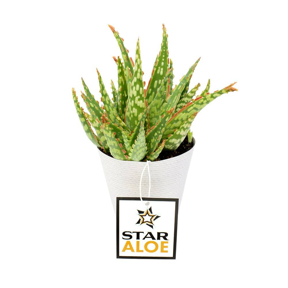 SMART PLANET 3.5 in. Star Aloe Succulent in Decorative Wrap 0881175