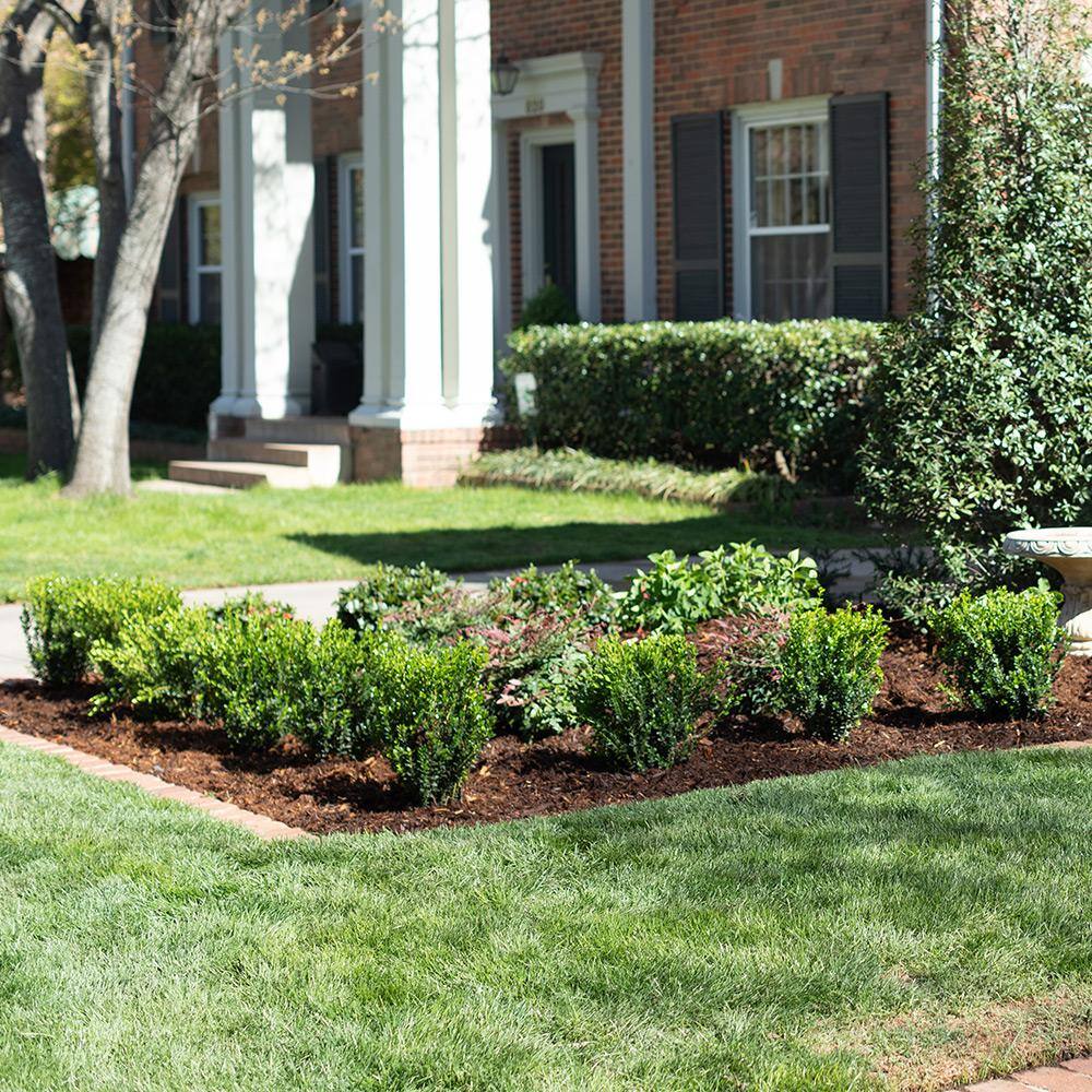 SOUTHERN LIVING 2 Gal. Boxwood Baby Gem Live Shrub Plant Glossy Green Foliage 06092