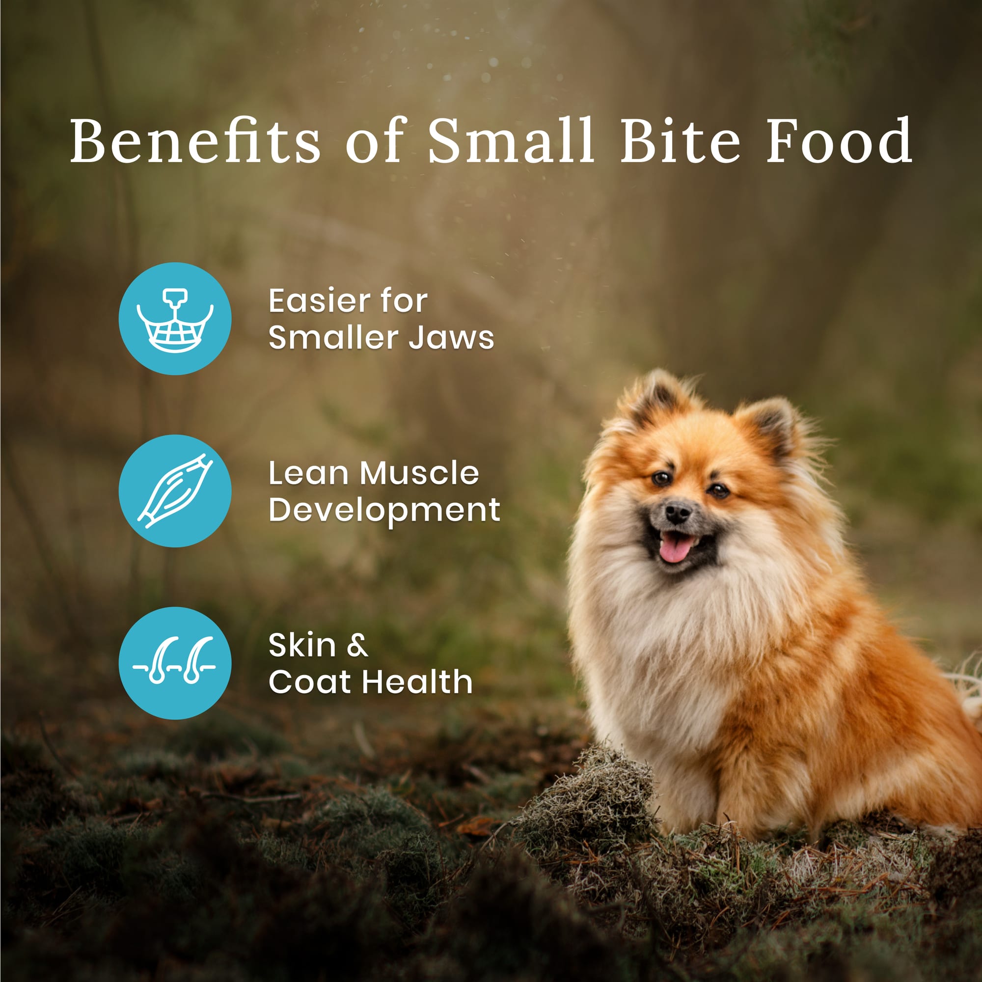 Blue Buffalo Blue Wilderness Plus Wholesome Grains Natural Small Bite Adult High Protein Chicken Dry Dog Food， 28 lbs.