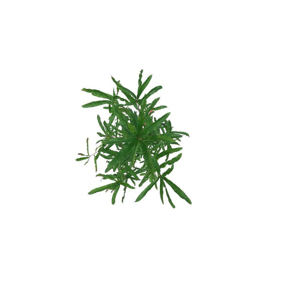 7 Gal. Willow Oak Shade Tree OAKWIL07G
