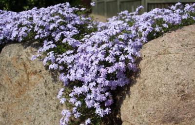 Classy Groundcovers - Phlox subulata 'Blue Emerald'  {25 Pots - 3 1/2 inch Square}