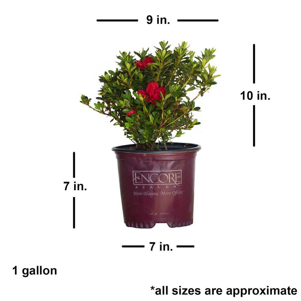 ENCORE AZALEA 1 Gal. Autumn Fire Shrub with True Red Reblooming Flowers 80541