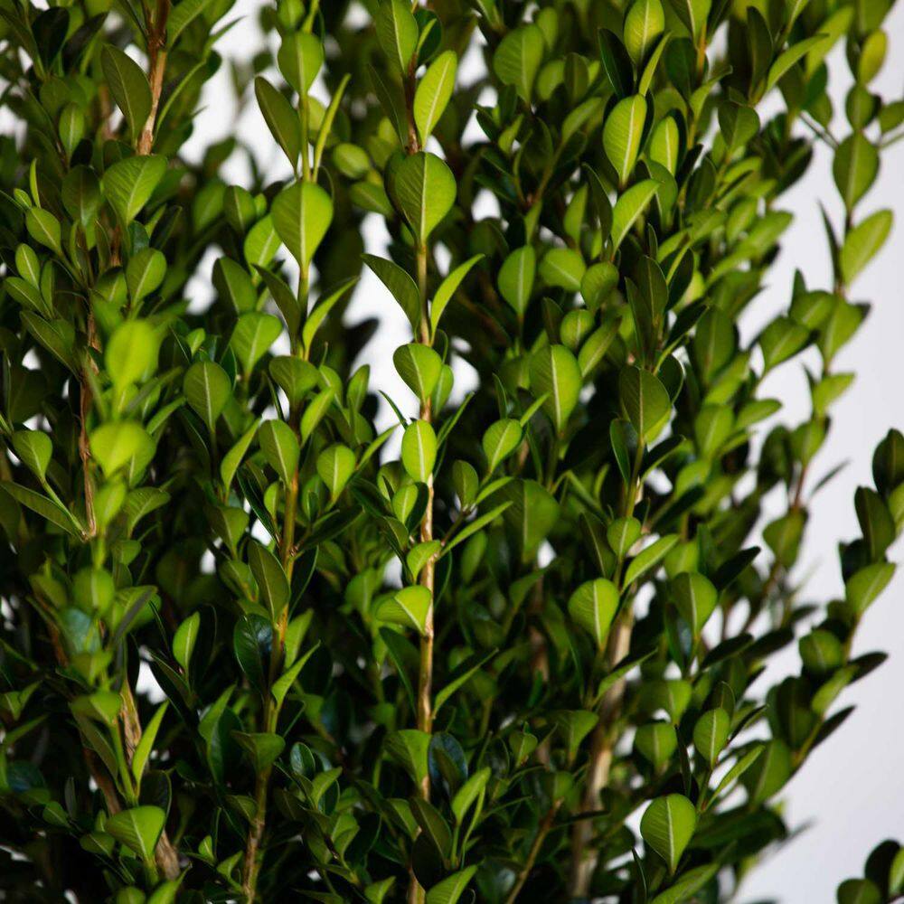 FLOWERWOOD 2.5 Gal - Wintergreen Boxwood Live Shrub Plant Glossy Dark Green Foliage 06173FL