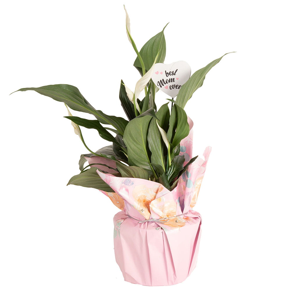 Costa Farms  Live Indoor 15in. Tall White Peace Lily; Bright， Indirect Sunlight Plant in 6in. Gift Wrap