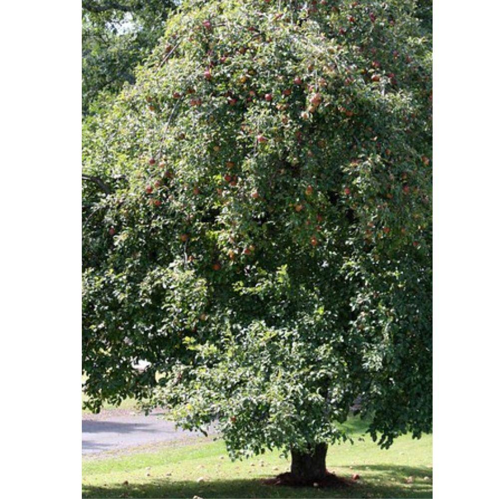 Southern Living 7 Gal. Wolf River Apple Tree APPWOL07G