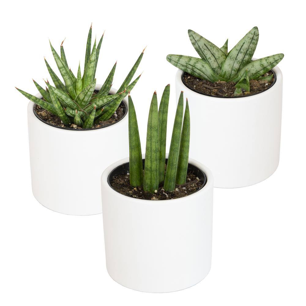 ALTMAN PLANTS 2.5 in. Lolite Sansevieria Snake Plant in Matte White Cylindrical Decor Pot (3-Pack) 0880088