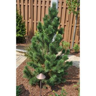 Online Orchards 1 Gal. Tannenbaum Mugo Pine Tree CFMP004
