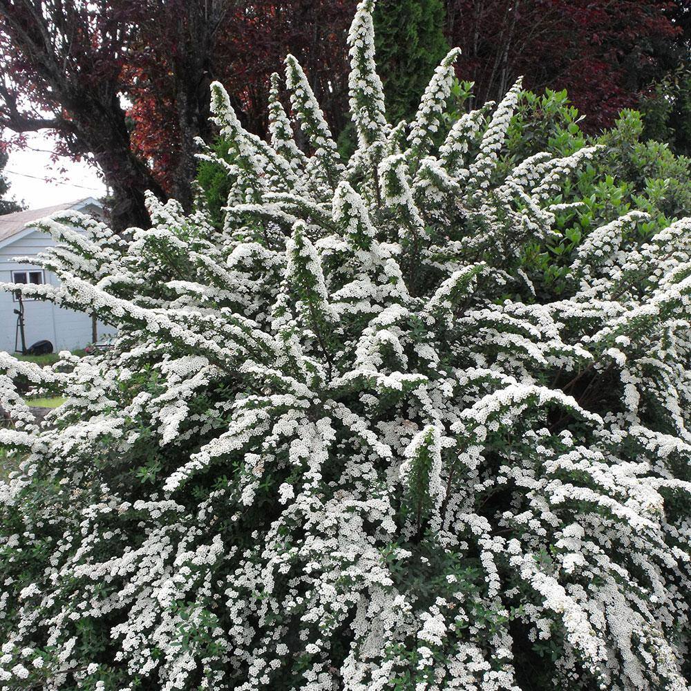 Online Orchards 1 Gal. Bridal Wreath Spirea Flowering Shrub with Cascading White Flowers SBSP004