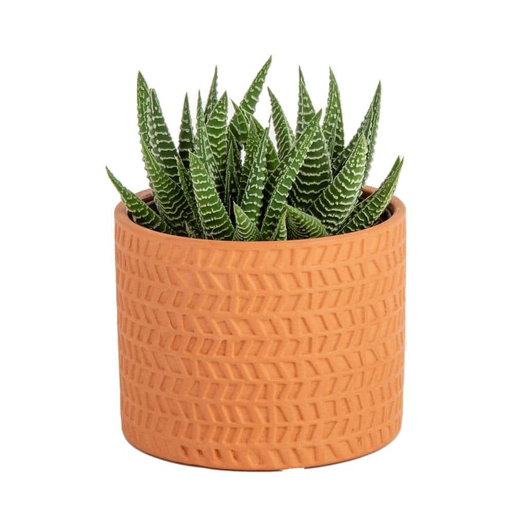 Costa Farms Haworthia Indoor Succulent Plant in 4 in. Modern Ceramic Planter， Avg. Shipping Height 5 in. Tall 4SUCHAWMASONMAH