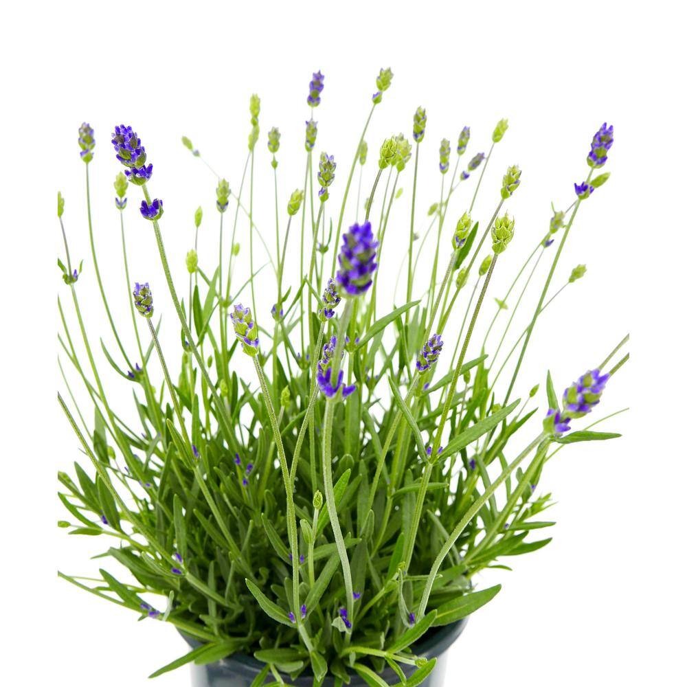 2.5 Qt. English Blue Perennial Lavender Angustifolia (2-Pack) 1083