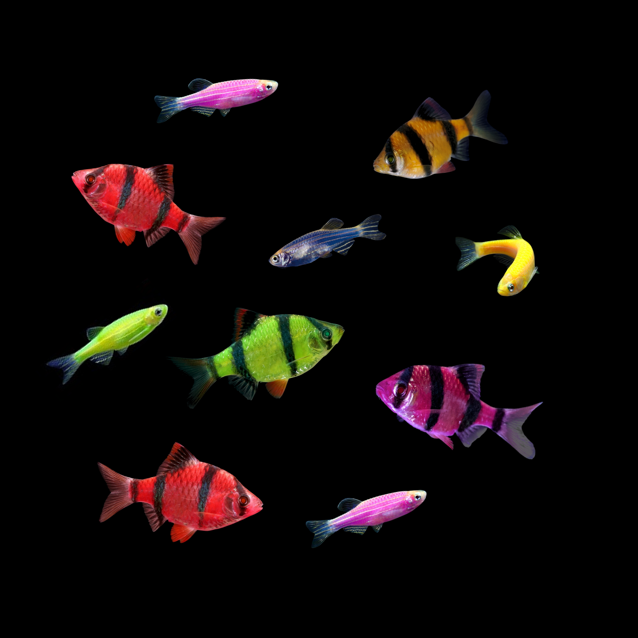 GloFish® 10G Active Tiger Barb-Danio 10ct Live Fish Assortment