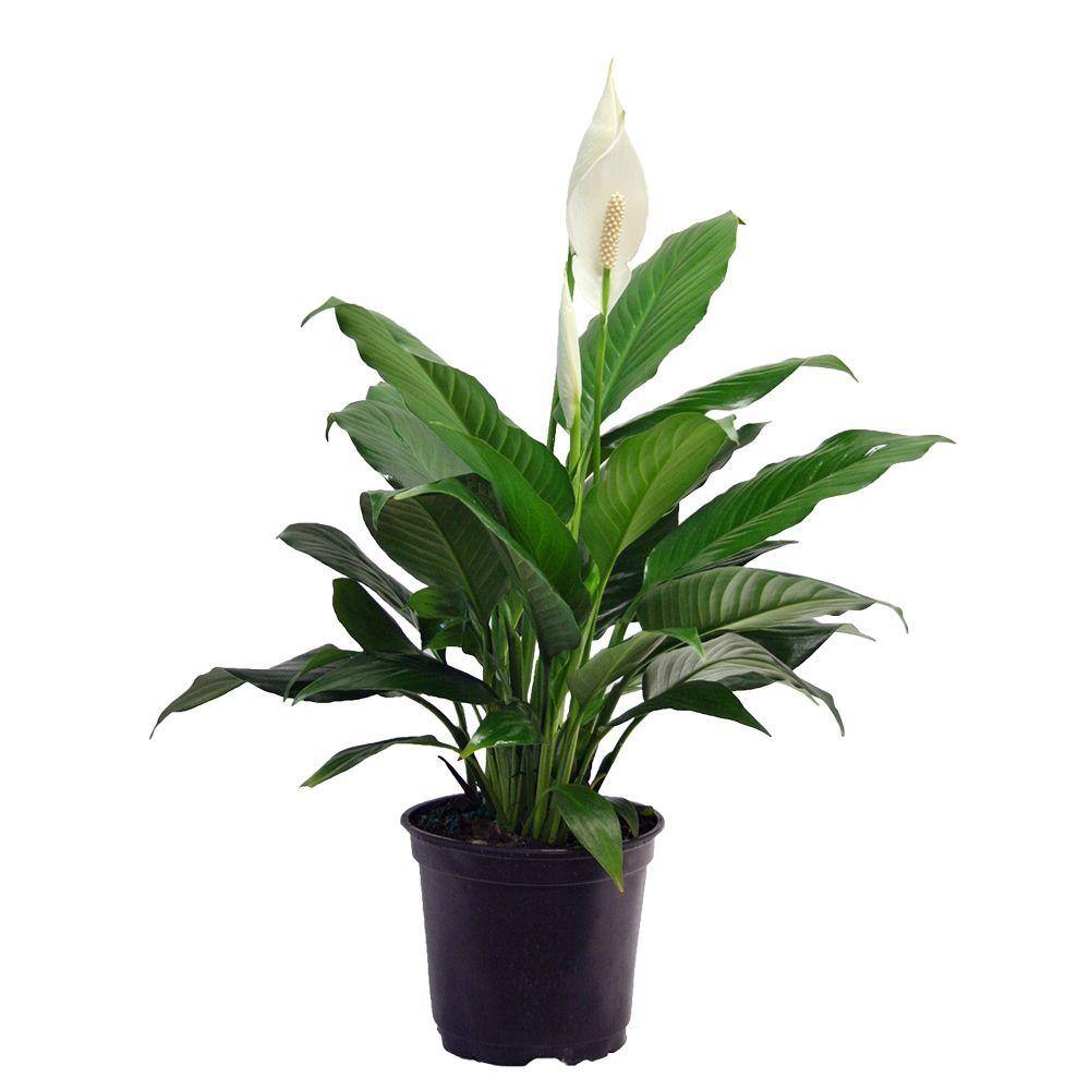 Costa Farms Spathiphyllum Peace Lily Indoor Plant in 6 in. Grower Pot Avg. Shipping Height 1-2 ft. Tall 6SPATH