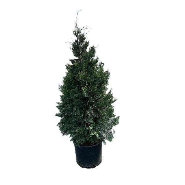 BELL NURSERY 5 Gal. Leyland Cypress Live Evergreen Tree with Green Foliage (1-Pack) CYPSS5LEY1PK