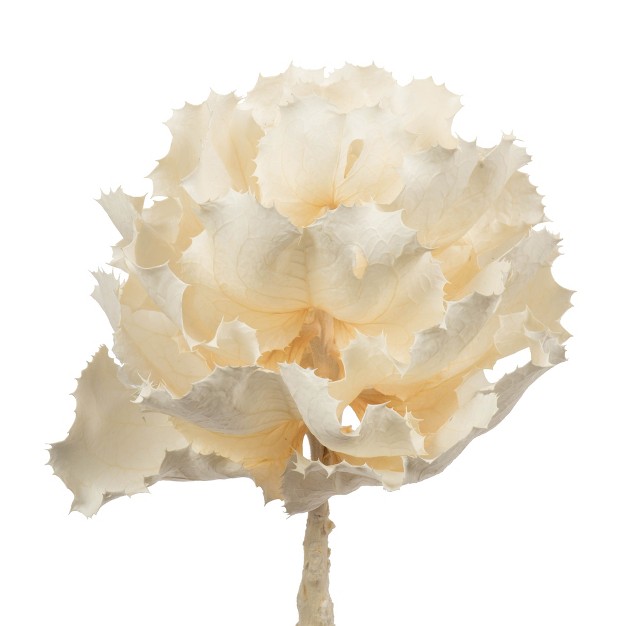 Queen Flower Stem， Dried