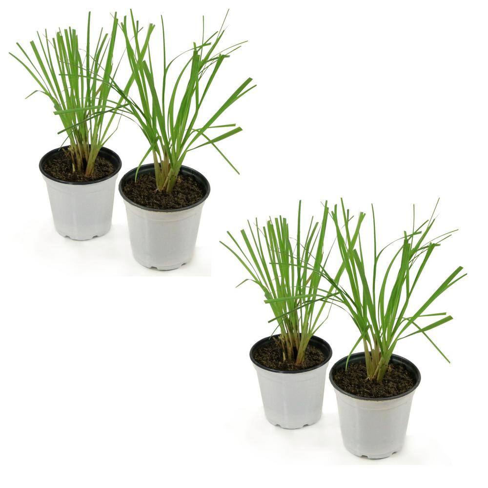 national PLANT NETWORK Lemon Grass Plant (4-Piece) HD1034