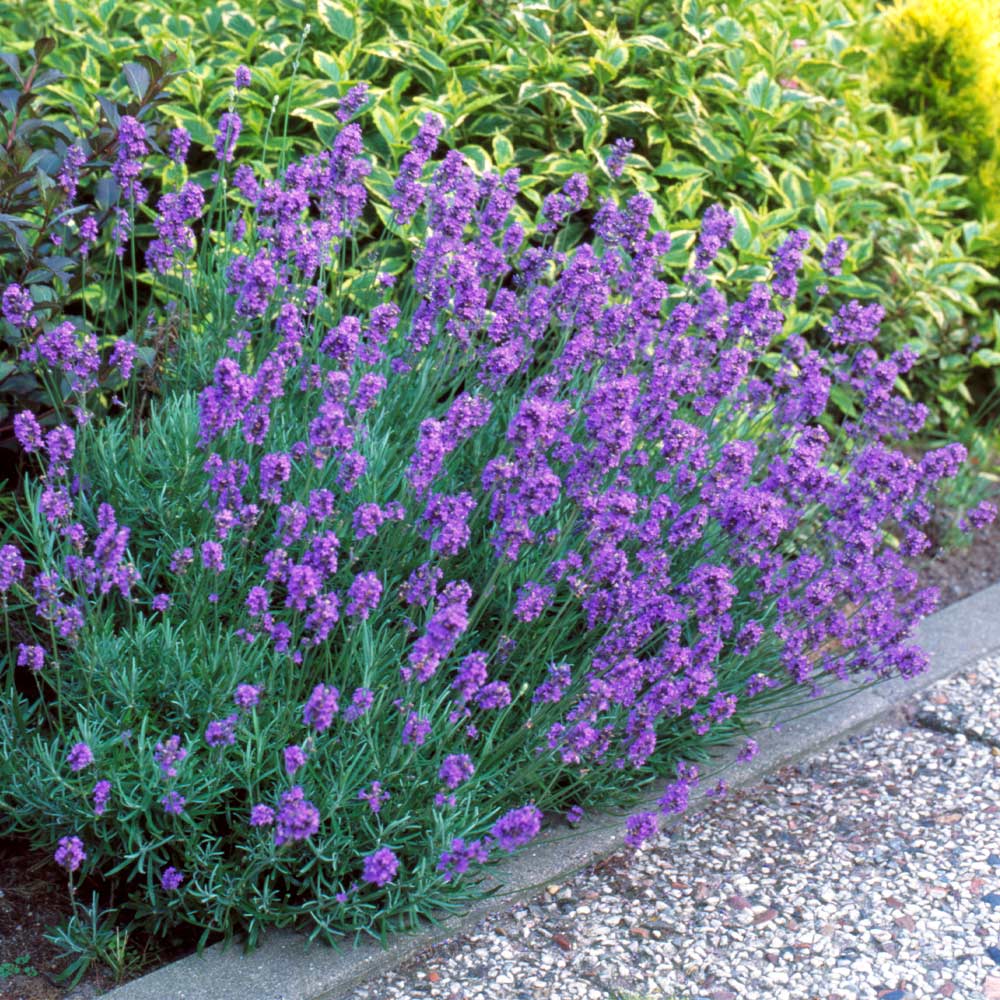 Hidcote Purple Lavender Plant