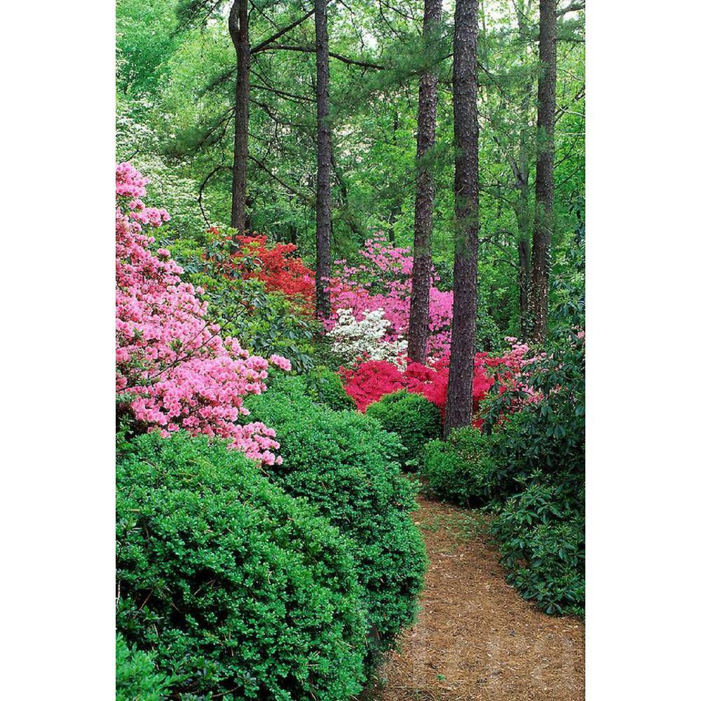 BELL NURSERY 1 Gal. Renee Michelle Azalea Live Evergreen Shrub Deep Pink Ruffled Flowers (3-Pack) AZLEA1RME3PK