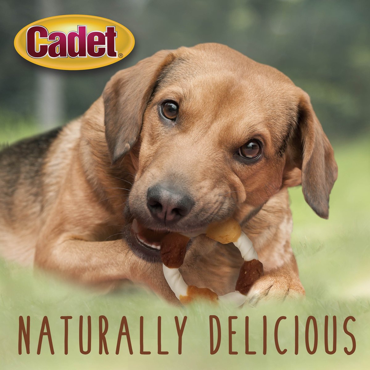 Cadet Gourmet Beef Hide Shish Kabob Chicken， Sweet Potato， and Liver Dog Treat， 2 count