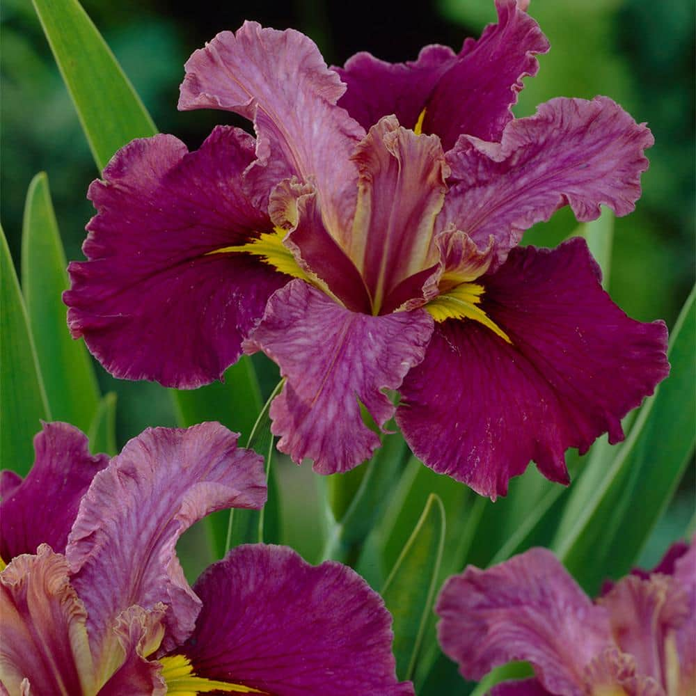 VAN ZYVERDEN Louisiana Iris Jack Attack (Set of 3 Roots) 83542