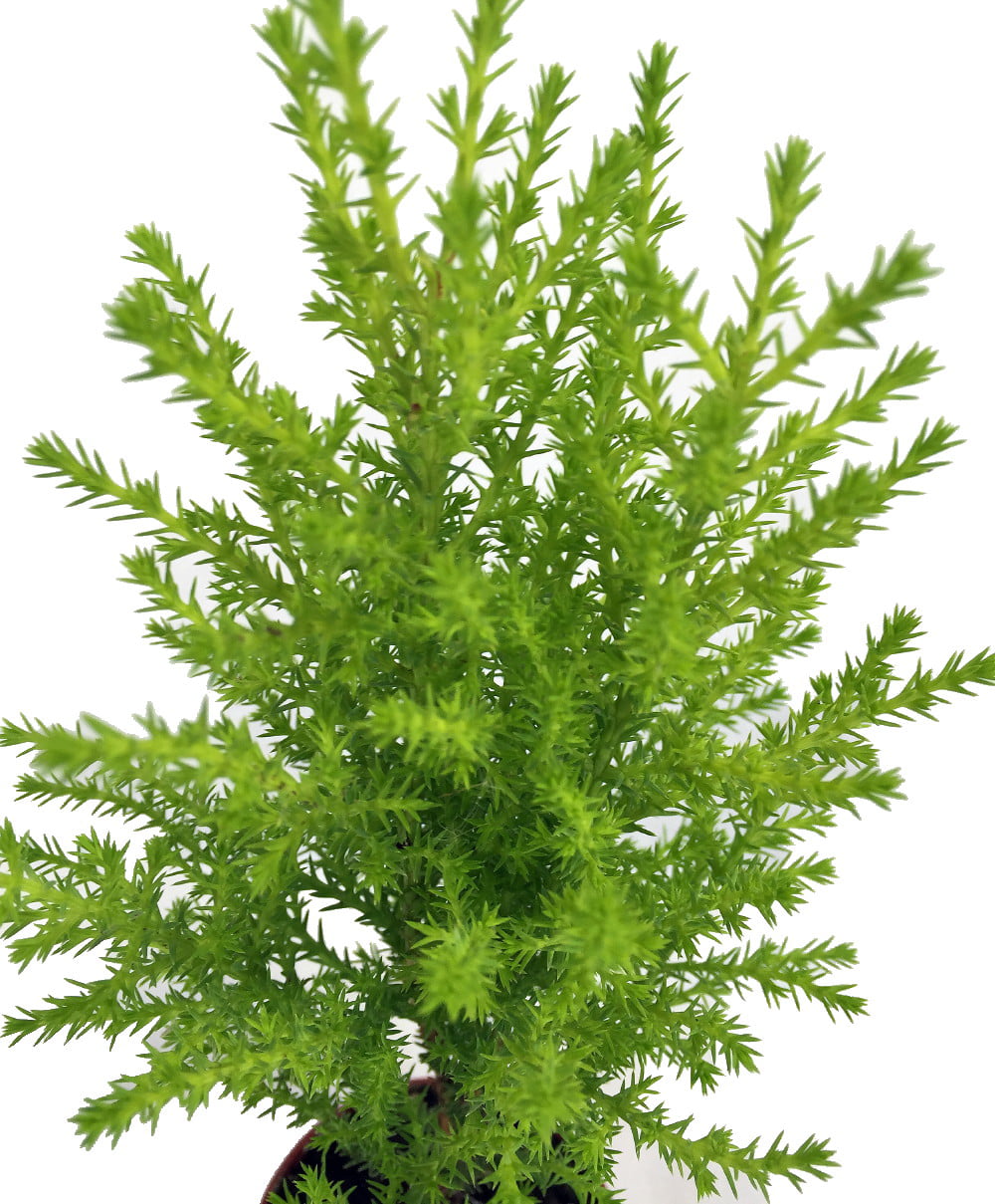 Lemon Scented Goldcrest Cypress Tree - Indoors/Out/FairyGarden - 2.5