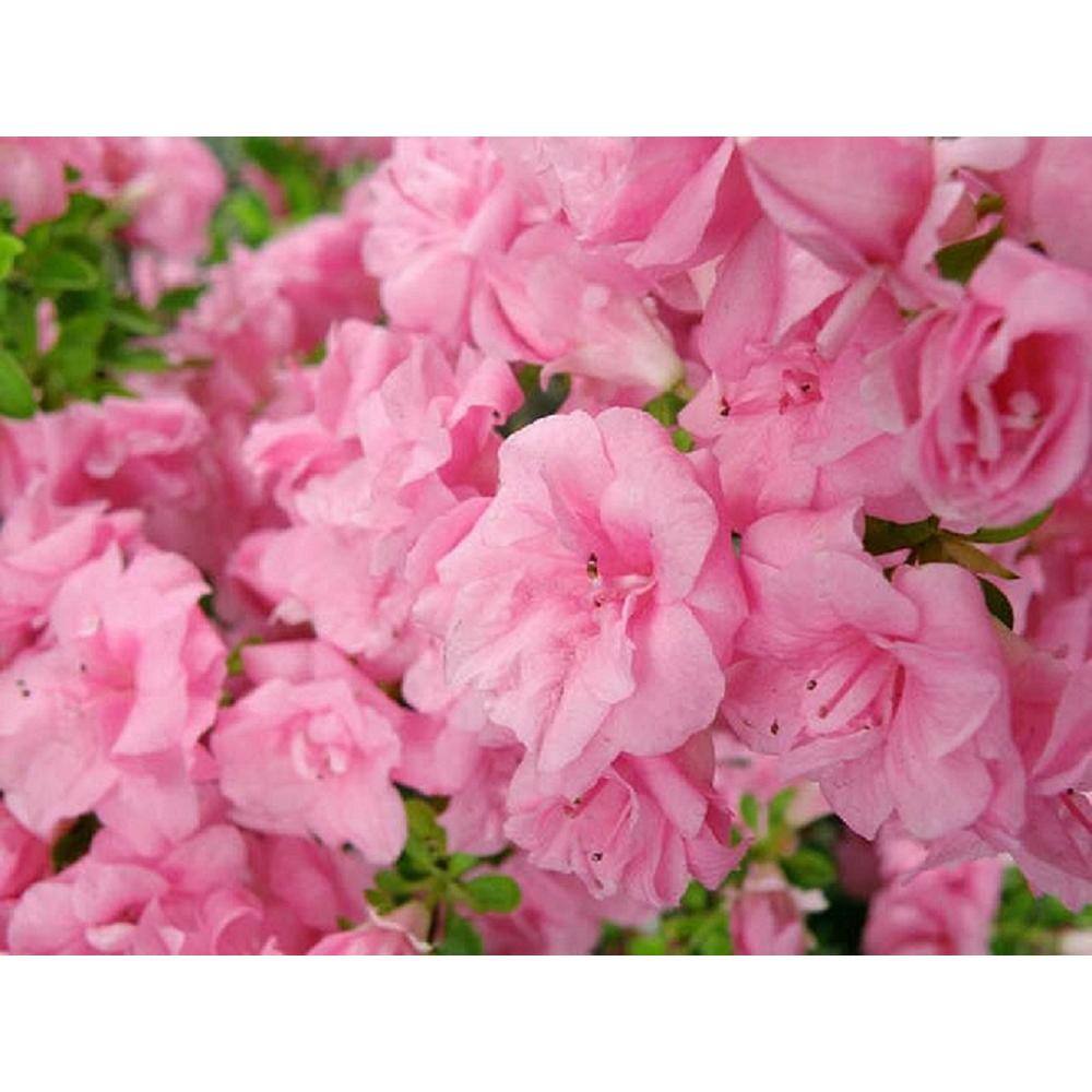 BELL NURSERY 1 Gal. RoseBud Azalea Live Flowering Evergreen Shrub Rosy Pink Double Flowers AZLEA1RBD1PK