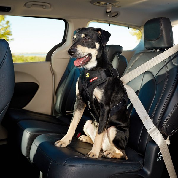 EzyDog Drive Dog Car Harness