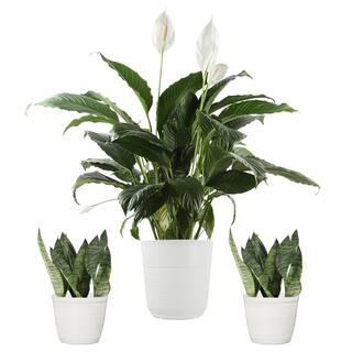 Vigoro 10 in. Spathiphyllum Peace Lily and (2) 6 in. Sansevieria Snake Plant in White Decor Planter (3 Pack) ML-SSA-S-VPW-03