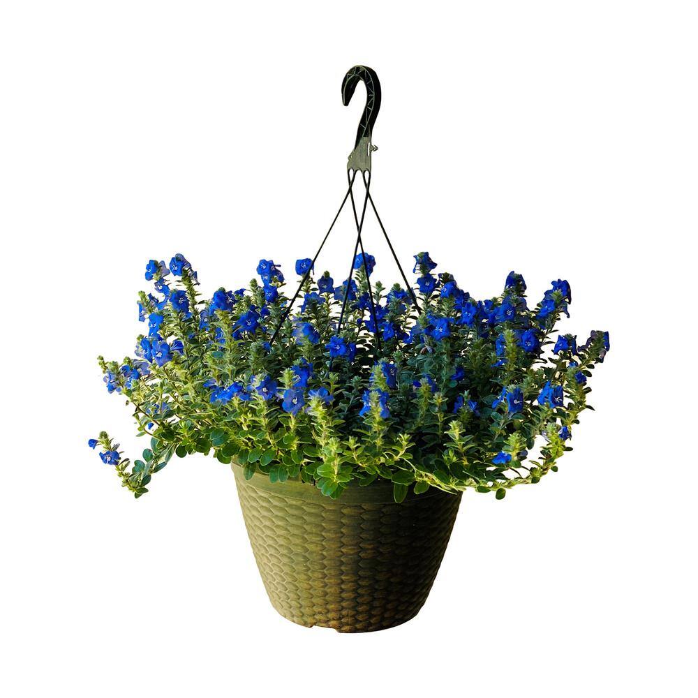 Pure Beauty Farms 2 Gal. Blue Daze Evolvulus Plant in 12 In. Hanging Basket DC12HBLUEDAZE