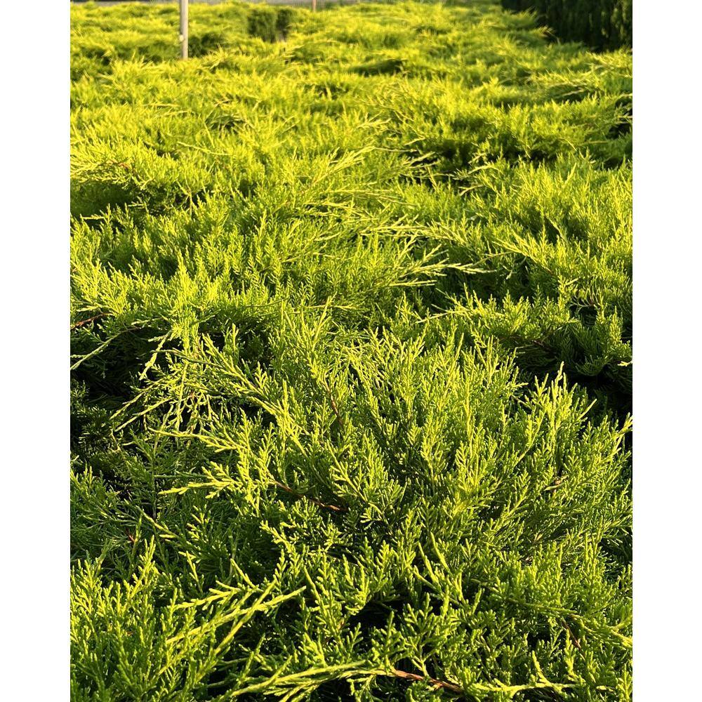 2.25 gal. Old Gold Juniper Evergreen Live Shrub with Bright Yellow Foliage O487003
