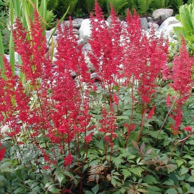 Classy Groundcovers - Astilbe x arendsii 'Fanal'  Astilbe japonica 'Fanal'， Astilbe x japonica 'Fanal' {10 Bare Root Plants}