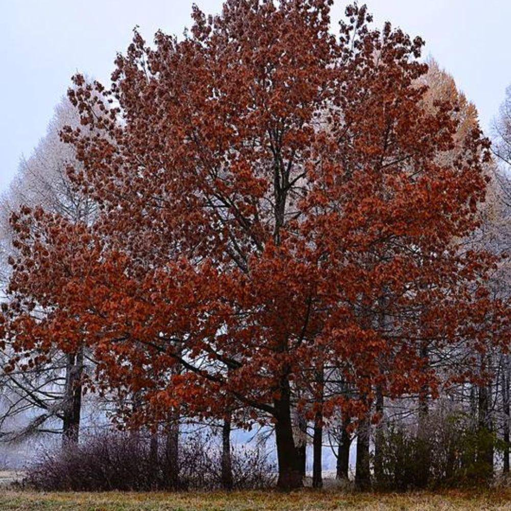 1 Gal. Northern Red Oak Shade Tree OAKNOR01G