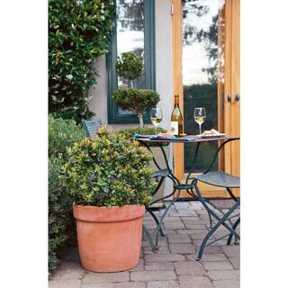 BUSHEL AND BERRY 2 Gal. Bushel and Berry Jelly Bean Blueberry Live Plant with Traditional Flavored Berries O895102