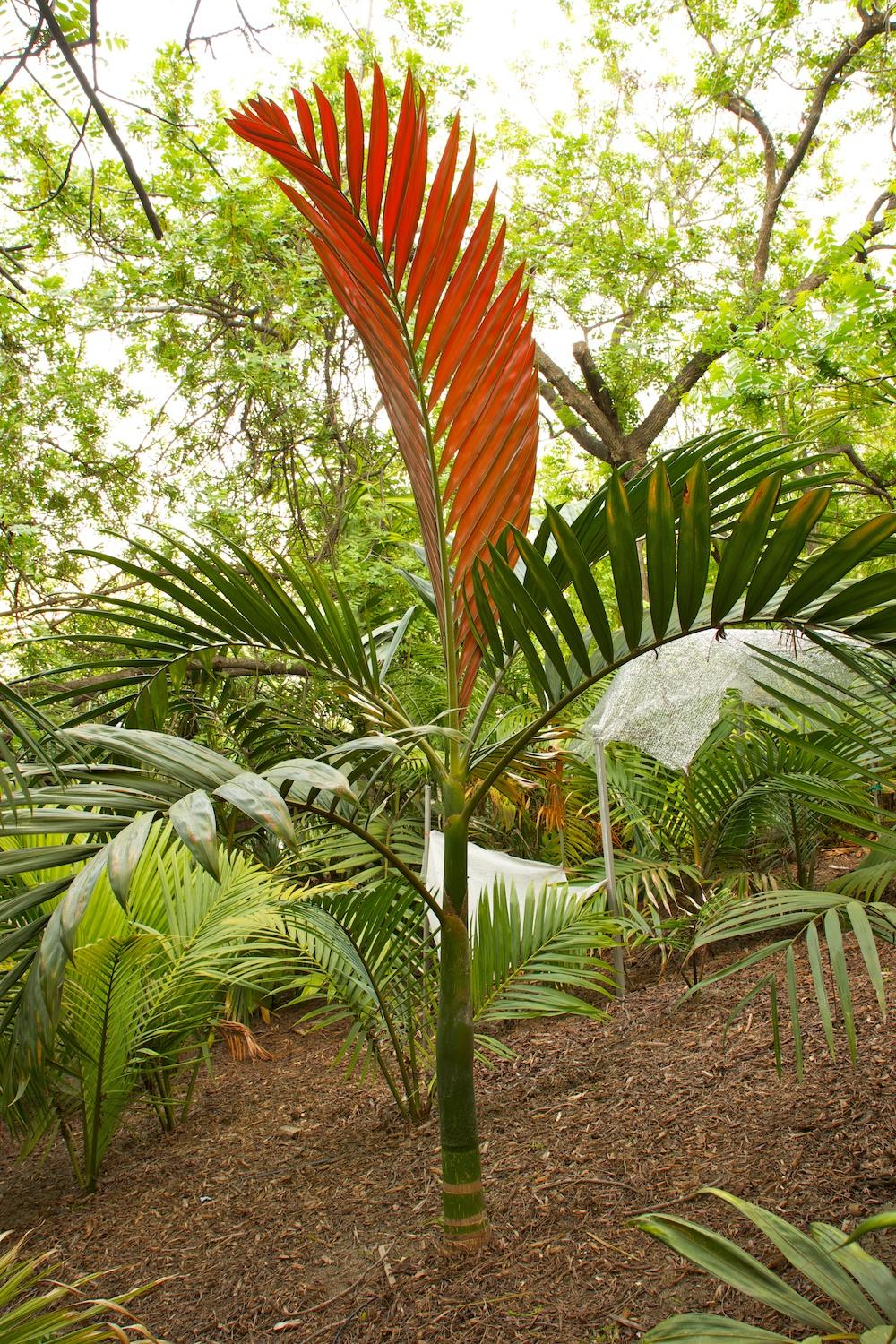 Wekiva Foliage - Red Flame Palm - Live Plant in a 3 Gallon Growers Pot - Chambeyronia Macrocarpa - Extremely Rare Ornamental Palms from Florida