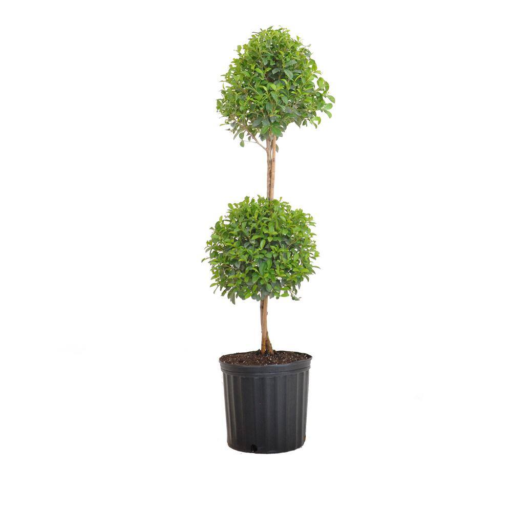 United Nursery Eugenia Myrtifolia Topiary Shipped in 9.25 inch Grower Pot 20262