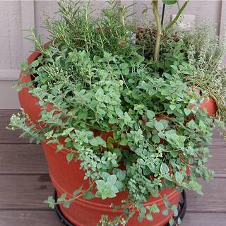 Bonnie Plants 2.32 qt. Greek Oregano Herb Plant 5080