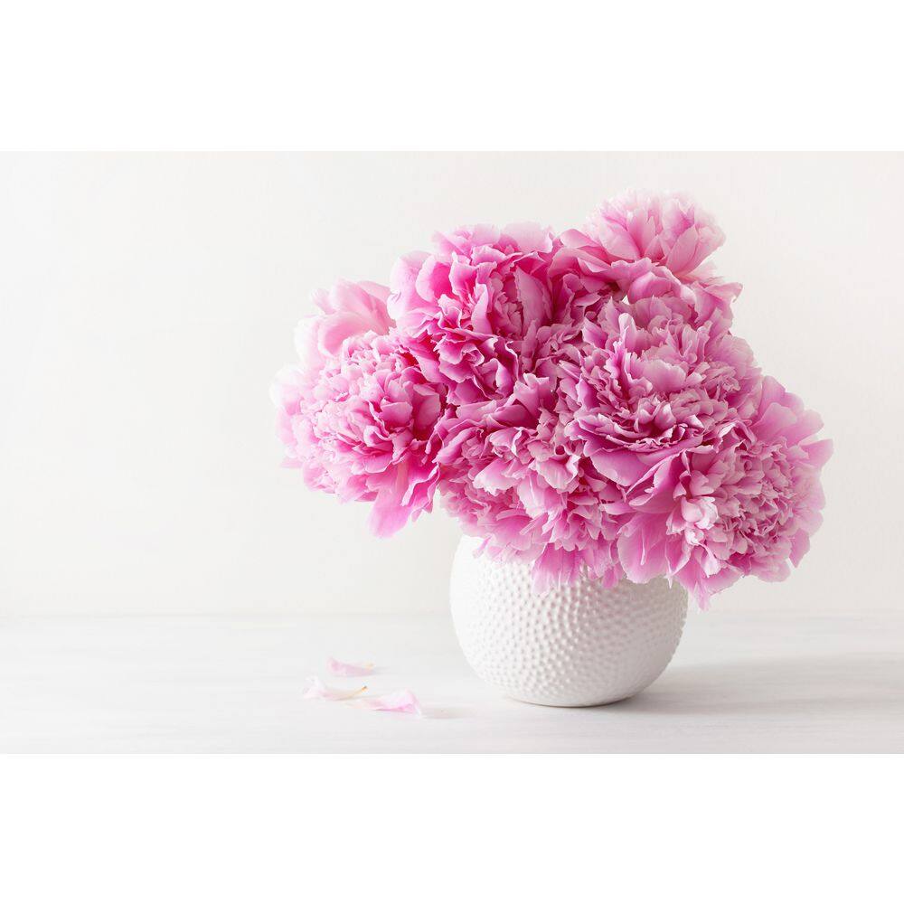 BELL NURSERY 2 Gal. Sarah Bernhardt Peony (Paeonia) Live Shrub with Pastel Pink Double Blooms PEONY2SBP1PK