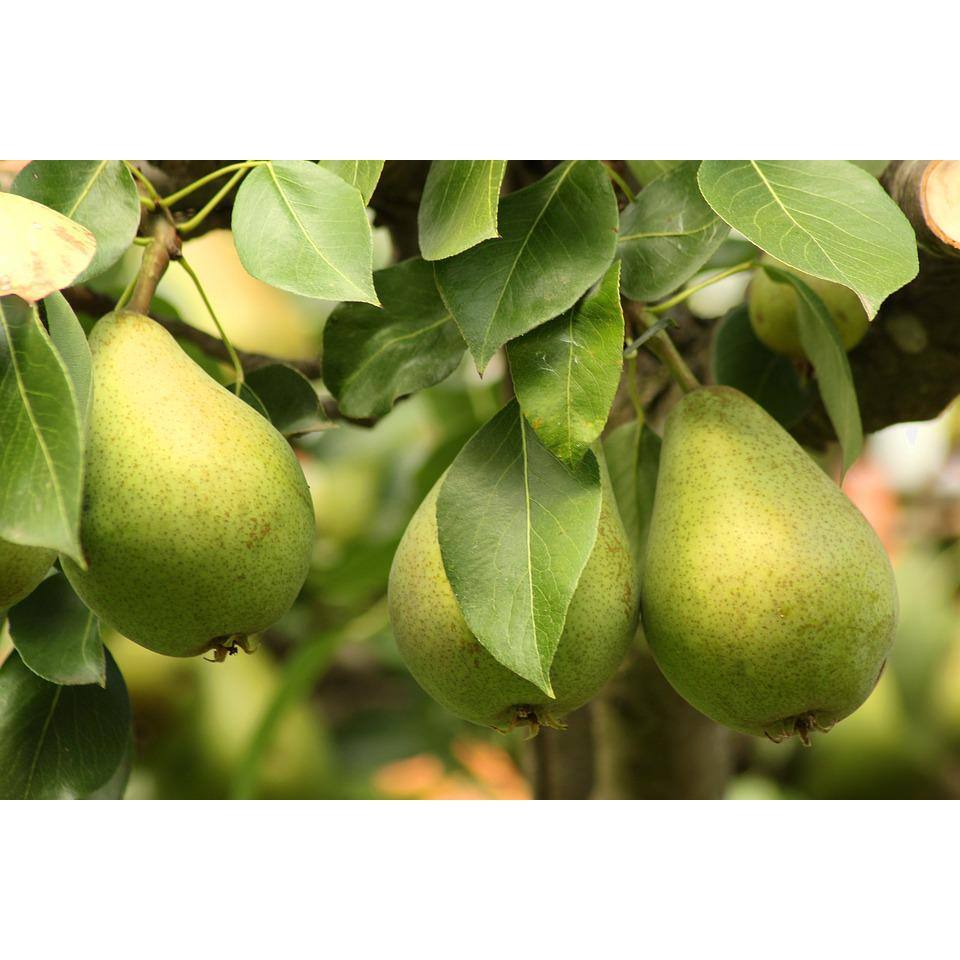 Online Orchards 3 ft. Bartlett Pear Tree with Large Golden Self Pollinating Fruit FTPR201