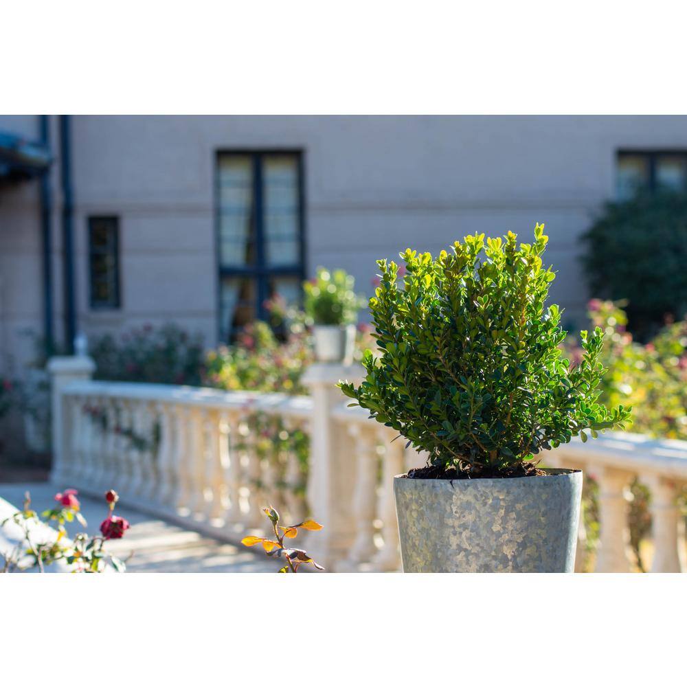 SEASON TO SEASON 2 Gal Baby Gem Boxwood Shrub 18669