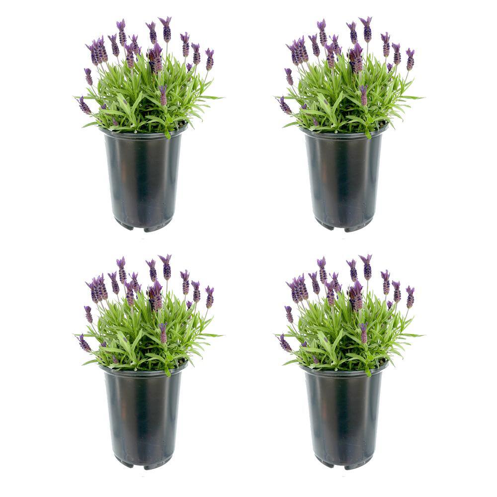 2.5 qt. Perennial Lavender stoechas Spanish Purple (4-Pack) 2206