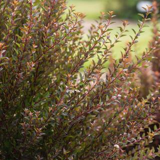 FIRST EDITIONS 2 Gal. Little Devil Ninebark Shrub with Dark Foliage 17102