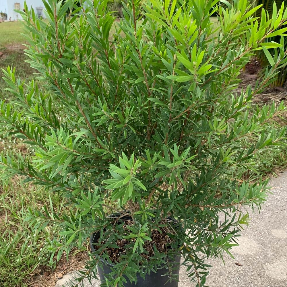 OnlinePlantCenter 3 Gal. Little John Dwarf Bottlebrush Shrub With Red Flowers C5503G3