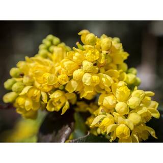 Online Orchards 1 Gal. Dwarf Golden Barberry Shrub with Exceptionally Bright Yellow Foliage SBBB002