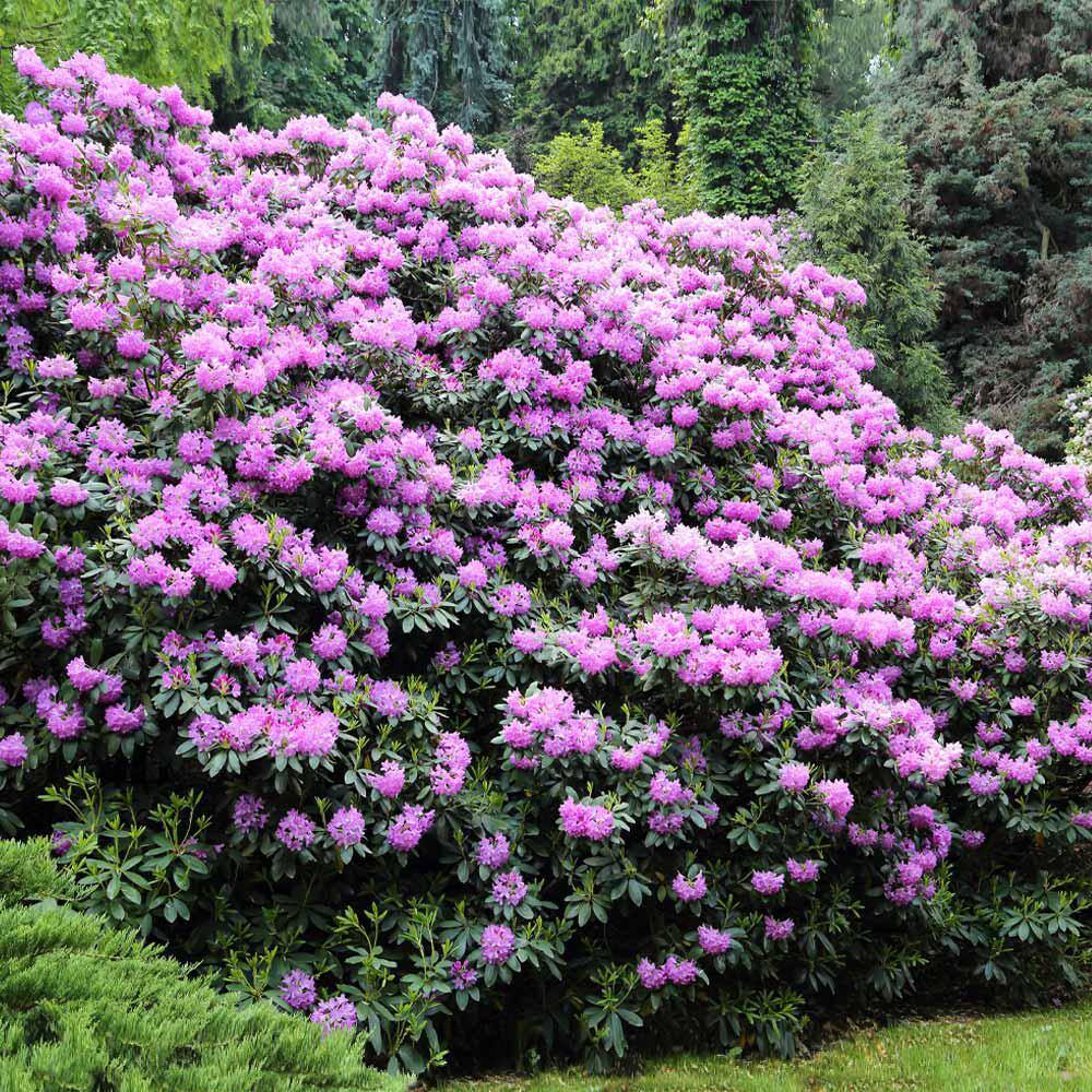 Brighter Blooms 3 Gal. Flowering Rhododendron with Shrub Lavender Blooms RHO-LAV3