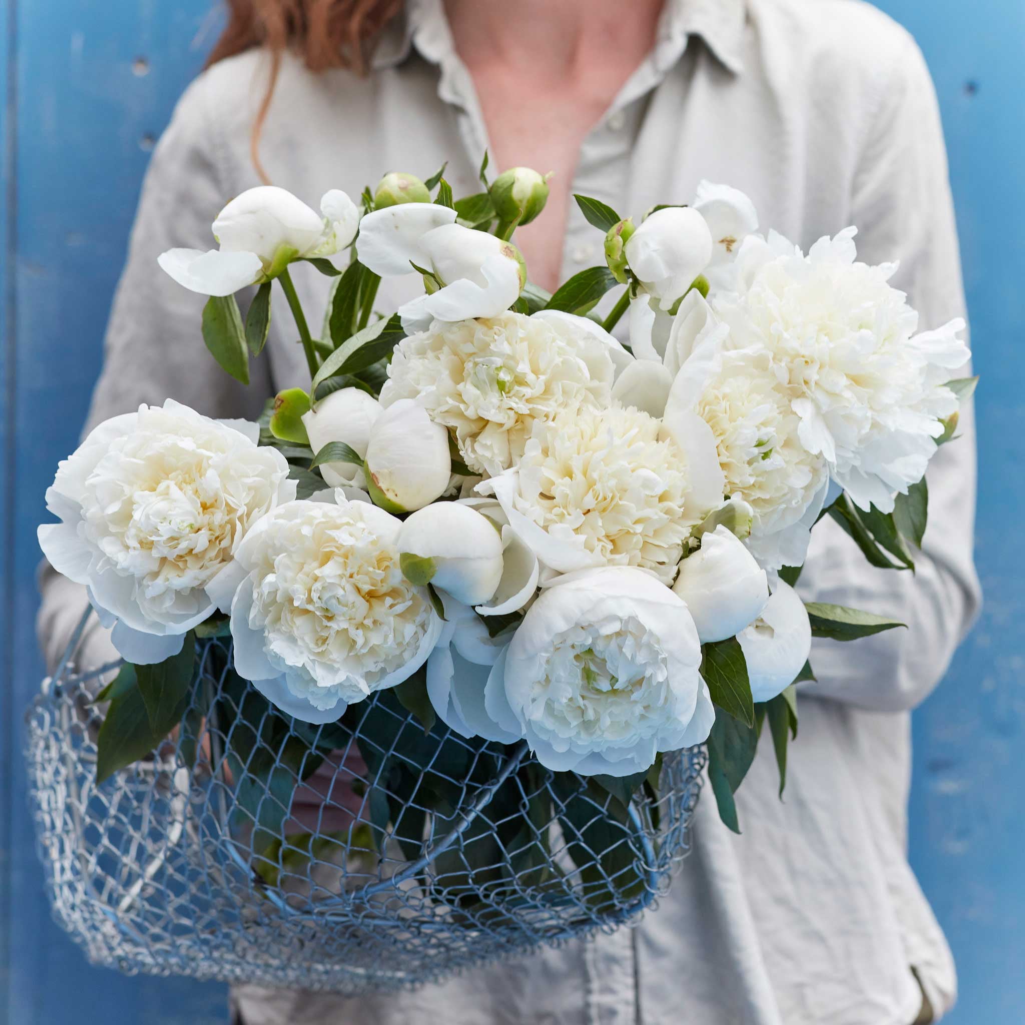 Peony Roots - Duchesse De Nemours - 2 Roots - White Flower Bulbs，  Root  Attracts Bees， Attracts Butterflies， Attracts Pollinators， Easy to Grow and Maintain， Fragrant， Container Garden