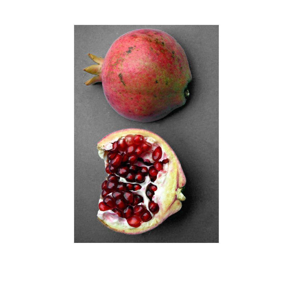 Southern Living 5 Gal. Salavastiski Pomegranate Tree POMSAL05G