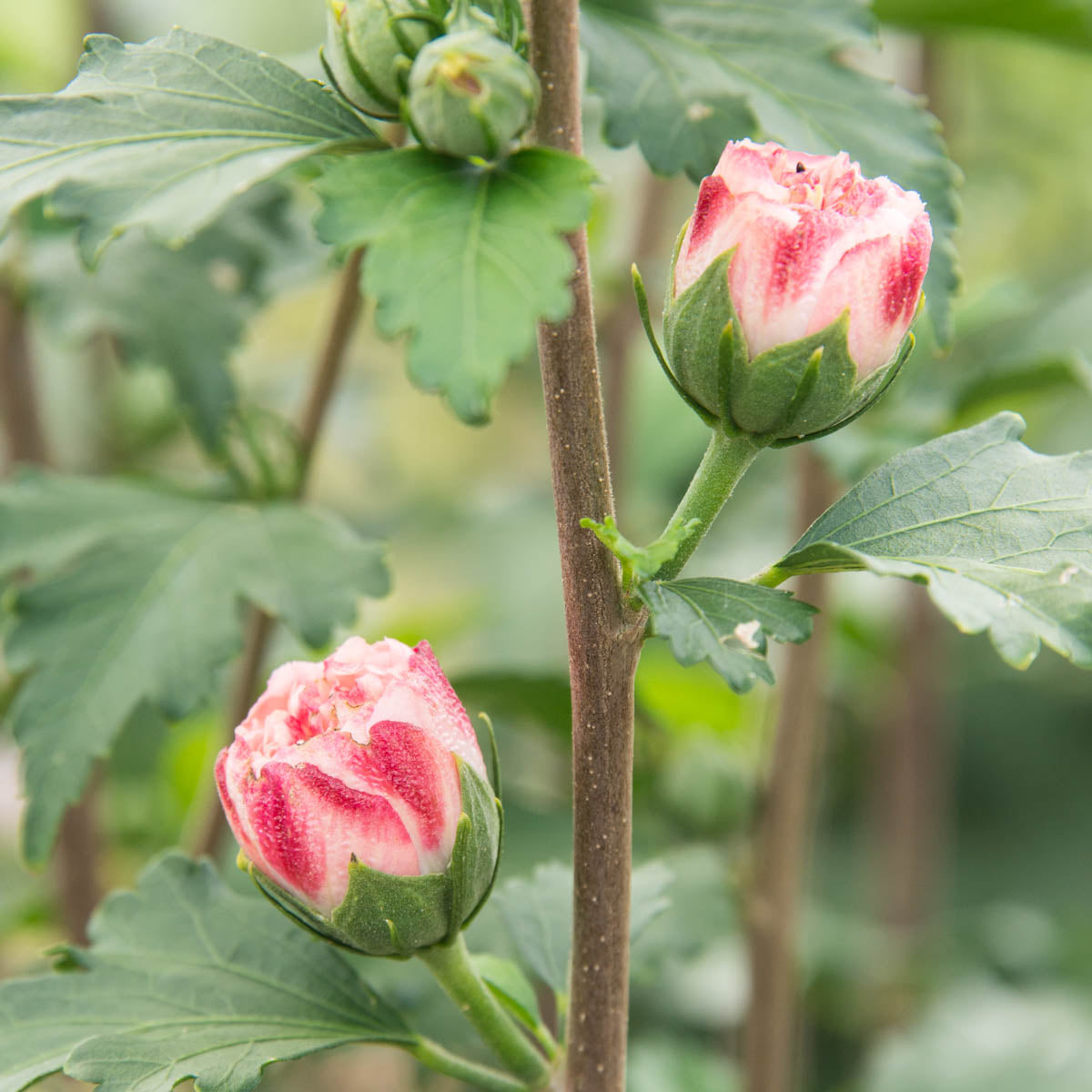 Peppermint Smoothie Althea Dormant Bare Root Flowering Starter Shrub (1-Pack)