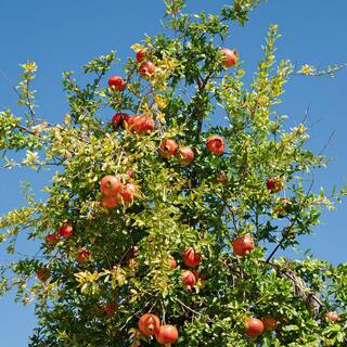 Alder  Oak #5 Container Parfianka Deciduous Pomegranate Tree POPA05