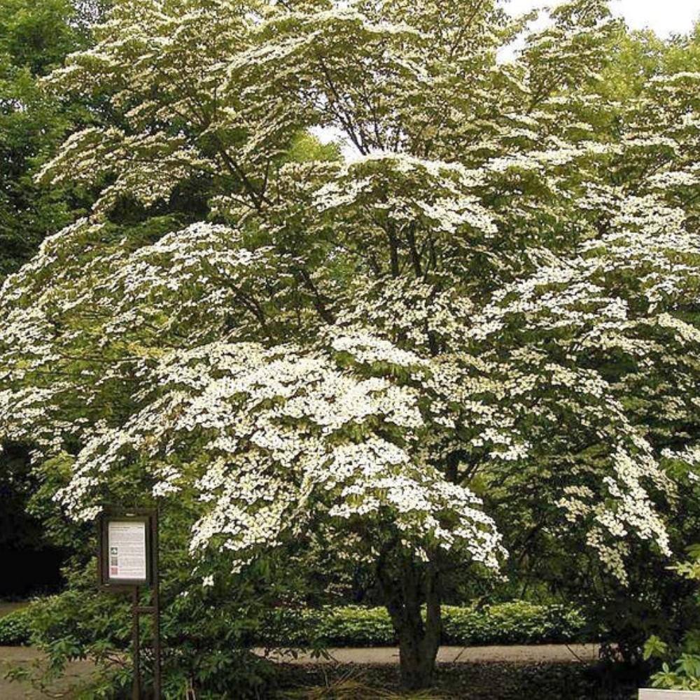 7 Gal. Kousa Dogwood Flowering Deciduous Tree with White Flowers DOGKOU07G