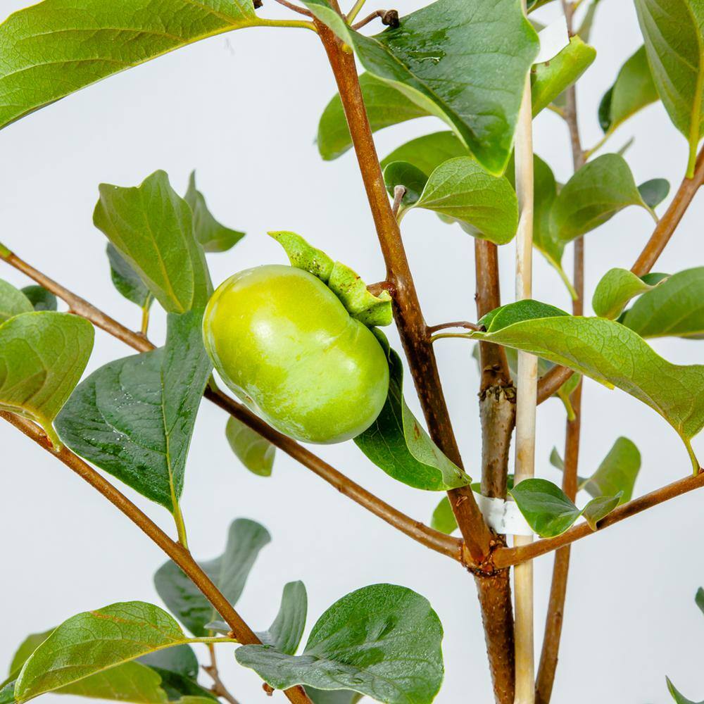 Perfect Plants 4.5 ft. Tall Jiro Persimmon Tree Self Fruitful Improved Fuyu Persimmon THD00581